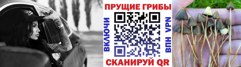 магазин  наркотиков  Севск  Псилоцибиновые грибы прущие грибы 